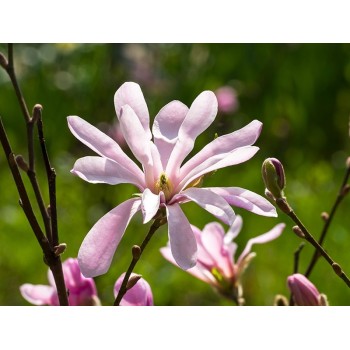 % Magnolija, lebnera 'Leonard Messel' /Magnolia x loebneri/ - C4 kont.