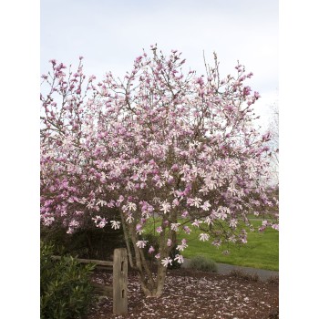 % Magnolija, lebnera 'Leonard Messel' /Magnolia x loebneri/ - C4 kont.