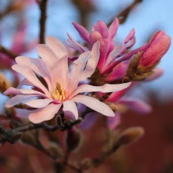 Lebnera magnolija 'Leonard Messel' /Magnolia x loebneri/ - C4 kont.