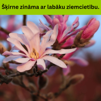 % Magnolija, lebnera...