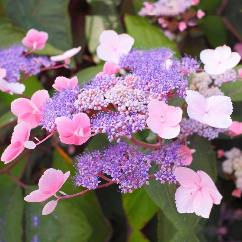 Aslapu hortenzija "Hot Chocolate" /hydrangea aspera/ - C3 kont.