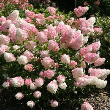 Hortenzija, skarainā ,,Vanille Fraise,, /Hydrangea paniculata/ - C5 kont.