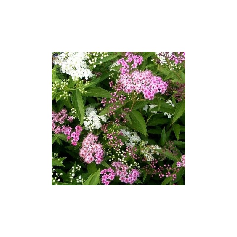 Spireja, Japānas "Genpei" ("Shirobana") /Spiraea japonica/ - C3 kont.