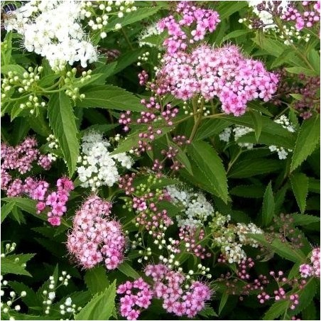 Spireja, Japānas "Genpei" ("Shirobana") /Spiraea japonica/ - C3 kont.