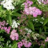 Spireja, Japānas "Genpei" ("Shirobana") /Spiraea japonica/ - C3 kont.