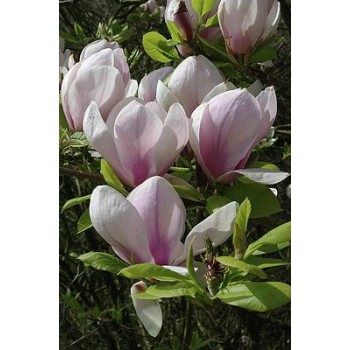 Sulanža magnolija 'Sundew' /Magnolia x soulangeana/ C12 kont.