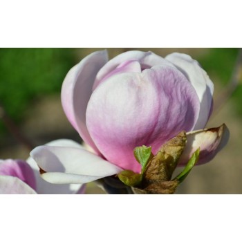 Sulanža magnolija 'Sundew' /Magnolia x soulangeana/ C12 kont.