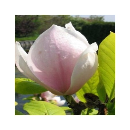 Sulanža magnolija 'Sundew' /Magnolia x soulangeana/ C12 kont.