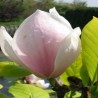 Sulanža magnolija 'Sundew' /Magnolia x soulangeana/ C12 kont.