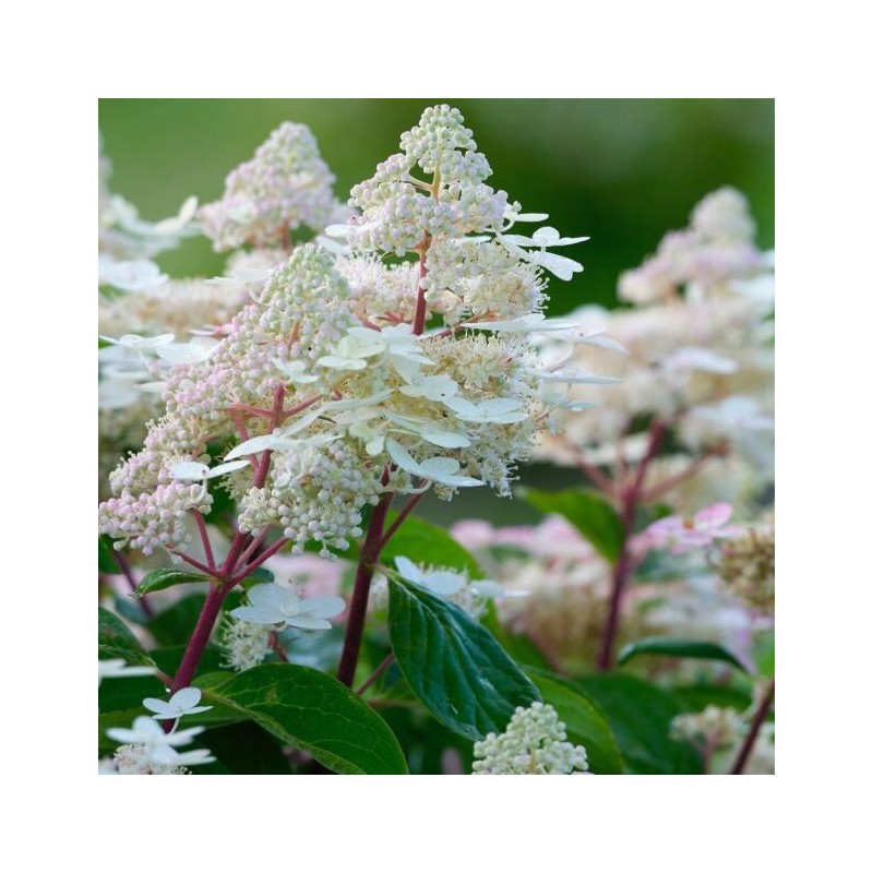 Hortenzija, skarainā ,,Early Harry,, /Hydrangea paniculata/ - P9 kont.