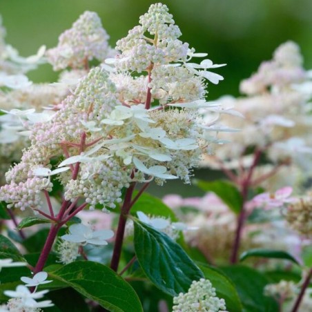 Hortenzija, skarainā ,,Early Harry,, /Hydrangea paniculata/ - P9 kont.