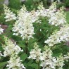 Hortenzija, skarainā ,,Early Harry,, /Hydrangea paniculata/ - P9 kont.