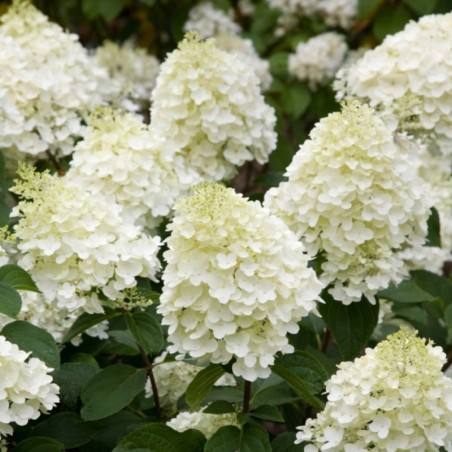 Hortenzija, skarainā ,,Silver Dollar,, /Hydrangea paniculata/ - P9 kont.