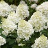 Skarainā hortenzija ,,Silver Dollar,, /Hydrangea paniculata/ - P9 kont.