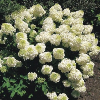 Hortenzija, skarainā ,,Silver Dollar,, /Hydrangea paniculata/ - P9 kont.