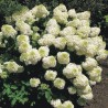 Hortenzija, skarainā ,,Silver Dollar,, /Hydrangea paniculata/ - C3 kont.