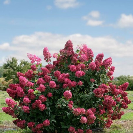 Skarainā hortenzija ,,Fire Light,, /Hydrangea paniculata/ -C3 kont.