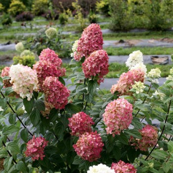 Skarainā hortenzija ,,Fire Light,, /Hydrangea paniculata/ -C3 kont.