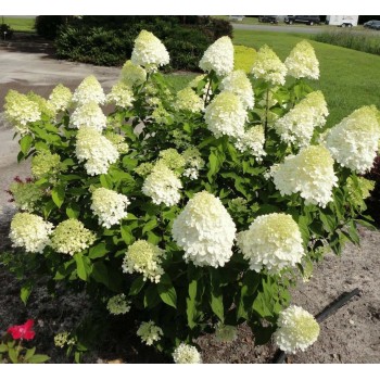 Hortenzija, skarainā ,,Little Lime,, /hydrangea paniculata/ - C3 kont.