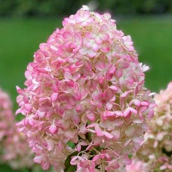 Hortenzija, skarainā ,,Pinkachu,, /Hydrangea paniculata/ - C3 kont.