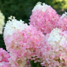 Hortenzija, skarainā ,,Pinkachu,, /Hydrangea paniculata/ - C3 kont.