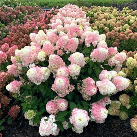 Hortenzija, skarainā ,,Pinkachu,, /Hydrangea paniculata/ - C3 kont.