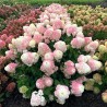 Hortenzija, skarainā ,,Pinkachu,, /Hydrangea paniculata/ - C3 kont.