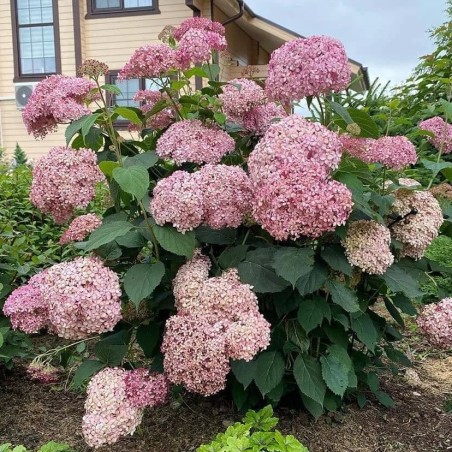 Hortenzija, kokveida ,, Candybelle Bubblegum,,  /Hydrangea arborescens/- P9 kont.