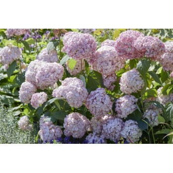 Hortenzija, kokveida ,, Candybelle Bubblegum,,  /Hydrangea arborescens/- P9 kont.