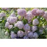 Hortenzija, kokveida ,, Candybelle Bubblegum,,  /Hydrangea arborescens/- P9 kont.