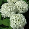 Hortenzija, kokveida ,,Annabelle,, /Hydrangea arborescens/ - P9 kont.