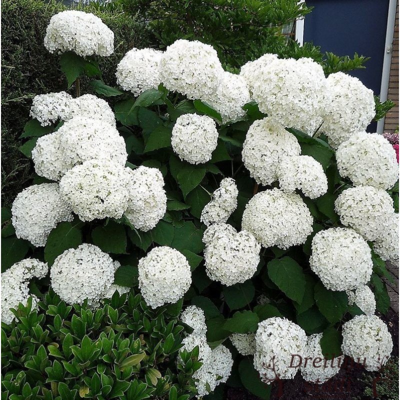 Hortenzija, kokveida ,,Annabelle,, /Hydrangea arborescens/ - P9 kont.