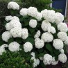 Hortenzija, kokveida ,,Annabelle,, /Hydrangea arborescens/ - P9 kont.