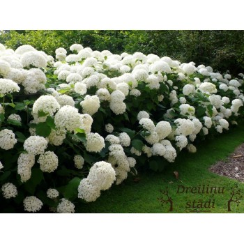 Hortenzija, kokveida ,,Annabelle,, /Hydrangea arborescens/ - P9 kont.