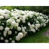 Kokveida hortenzija ,,Annabelle,, /Hydrangea arborescens/ - P9 kont.