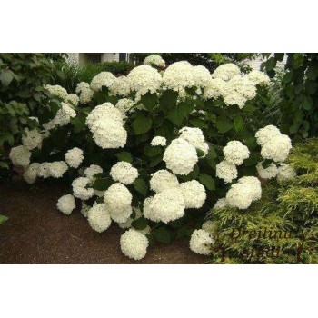 Kokveida hortenzija ,,Annabelle,, /Hydrangea arborescens/ - P9 kont.