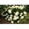 Hortenzija, kokveida ,,Annabelle,, /Hydrangea arborescens/ - P9 kont.