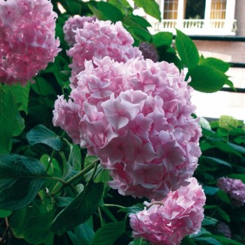 Liellapu hortenzija 'Bouquet Rose' /hydrangea macrophylla/ - P9 kont.