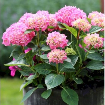 Hortenzija, liellapu 'Bouquet Rose' /hydrangea macrophylla/ - P9 kont.