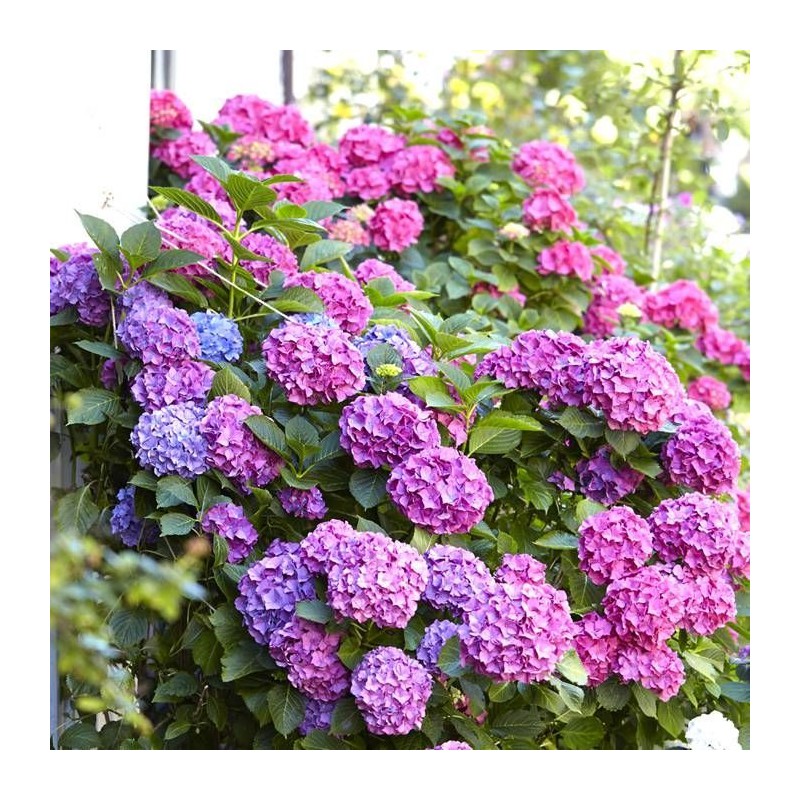 Hortenzija, liellapu 'Bouquet Rose' /hydrangea macrophylla/ - P9 kont.