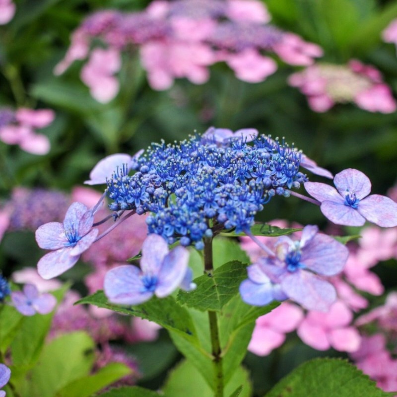 Hortenzija, robainā ,,Bluebird,, /Hydrangea serrata/ - P9 kont.