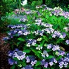 Hortenzija, robainā ,,Bluebird,, /Hydrangea serrata/ - P9 kont.