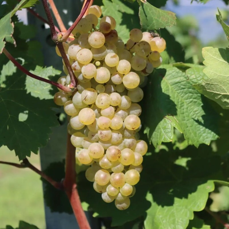 Vīnoga /vitis/ 'Kišmiš Belij Ustoičivij' - C2 kont.