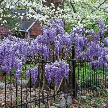 Ķīnas vistērija  /Wisteria sinensis/ 'Blue moon' - C3 kont.