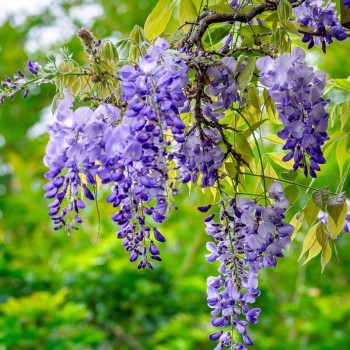 Ķīnas vistērija  /Wisteria...