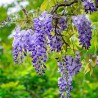 Ķīnas vistērija  /Wisteria sinensis/ 'Blue moon' - C3 kont.