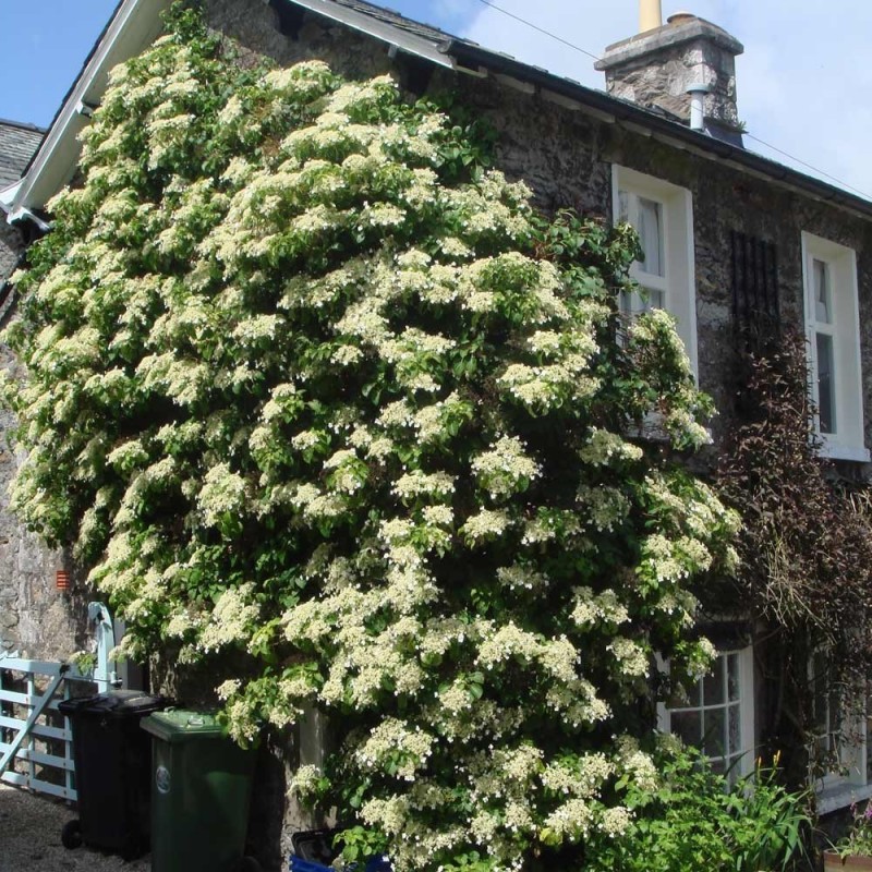 Vīteņhortenzija /hydrangea anomala petiolaris/ - C2 kont.