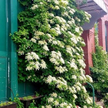 Vīteņhortenzija /hydrangea anomala petiolaris/ - C2 kont.