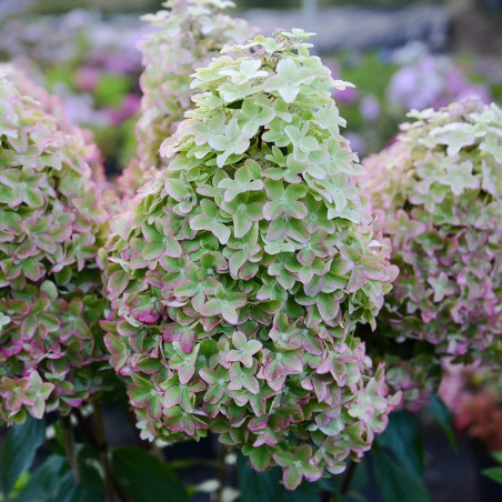 Skarainā hortenzija ,,Metallica,, ("Renmeta") /Hydrangea paniculata/ - C3 kont.