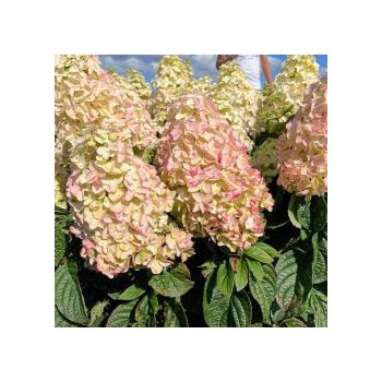 Hortenzija, skarainā ,,Metallica,, ("Renmeta") /Hydrangea paniculata/ - C3 kont.